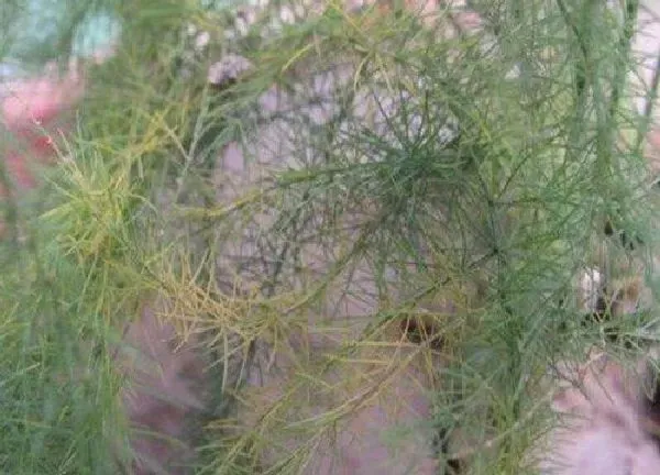 植物移栽|文竹移栽注意事项 如何栽成活率高