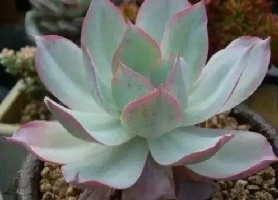 植物施肥|刚移栽的多肉需要施肥吗，用营养土种多肉还可以施肥吗）