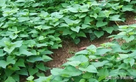 植物播种|地瓜什么时候种最合适，红薯苗几月份时间可以种植）