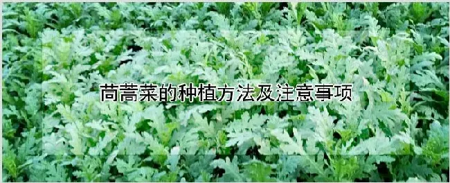 茼蒿菜的种植方法及注意事项 | 农业科普