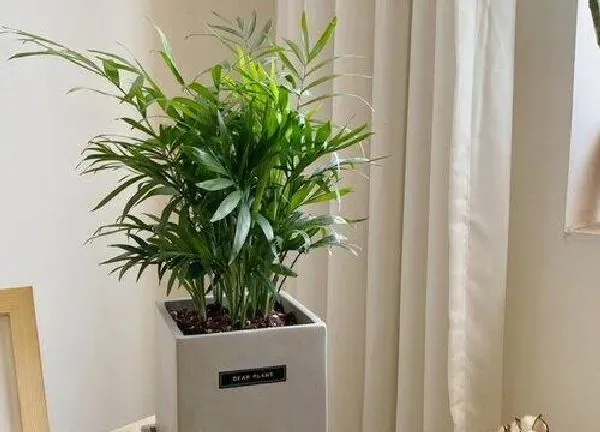 植物浇水|袖珍椰子冬天要怎么浇水