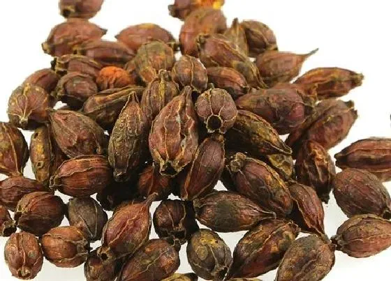 植物种类|橘子和栀子是一种植物吗