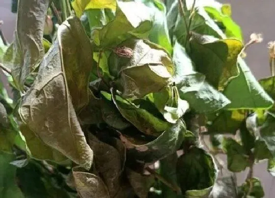 叶蔫|茉莉花叶子发蔫原因及补救方法
