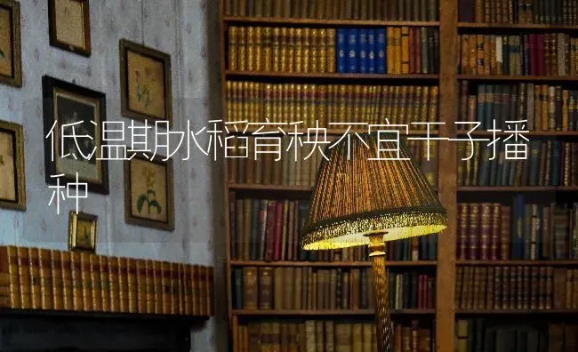 低温期水稻育秧不宜干子播种 | 粮油作物种植