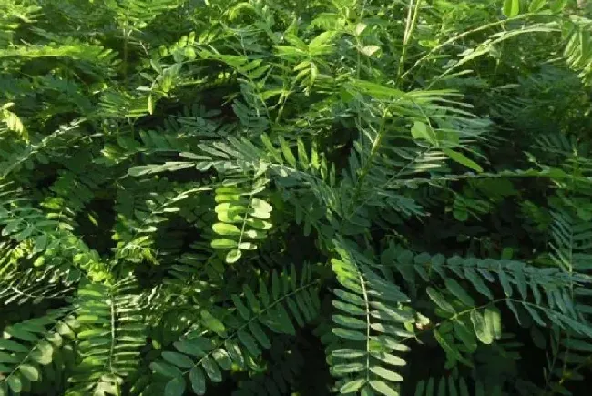 植物种类|紫穗槐是乔木还是灌木植物