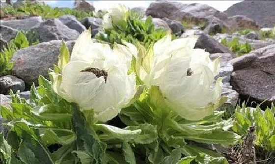 开花时间|雪莲花什么季节开花 开花月份