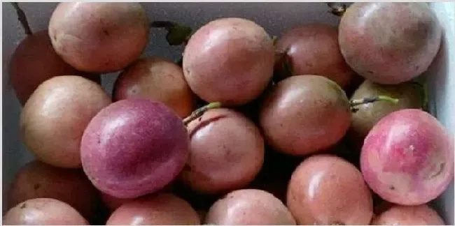 百香果怎么促花芽分化 | 种植资料