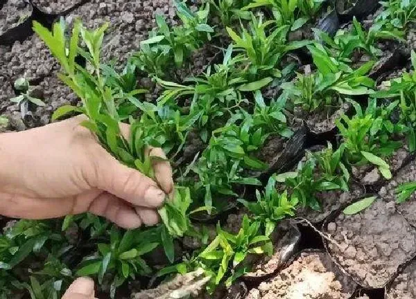 植物扦插|满天星几月份扦插最好