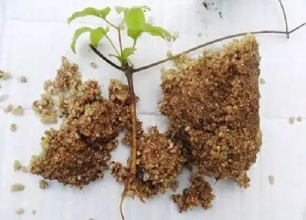 植物扦插|铁线莲可以扦插吗