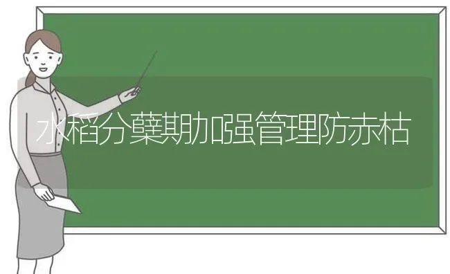 水稻分蘖期加强管理防赤枯 | 粮油作物种植