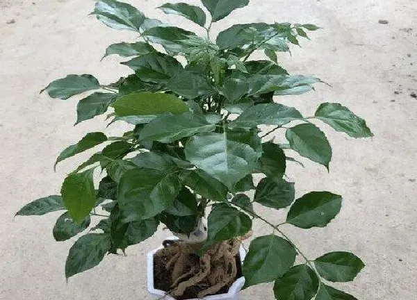 植物换土|大盆幸福树怎么换土