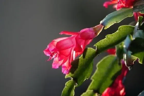 夏天植物|蟹爪兰夏天怎么养护 夏季养殖方法