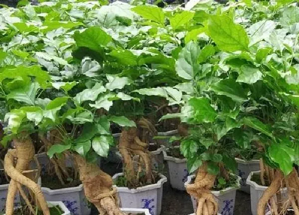 植物换土|大盆幸福树怎么换土