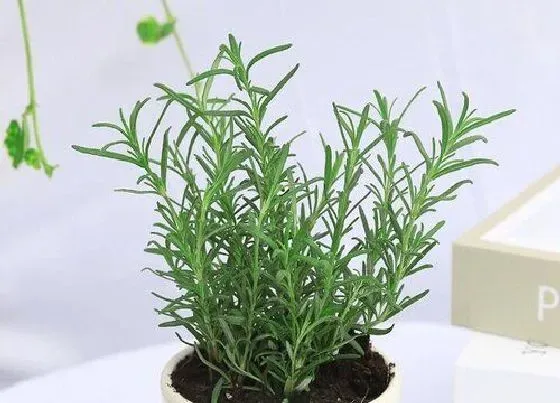 植物百科|紫苏是多年生吗