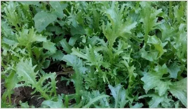 苦菊种植要点和注意事项 | 耕种资料