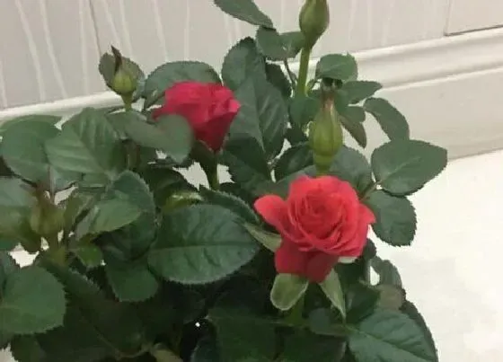 花语|24朵玫瑰代表什么花语