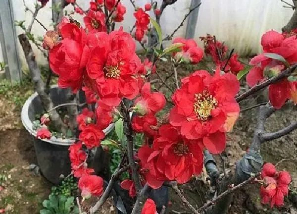 养殖方法|铁杆海棠花的养殖方法和注意事项