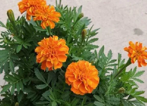 植物浇水|万寿菊多久浇一次水
