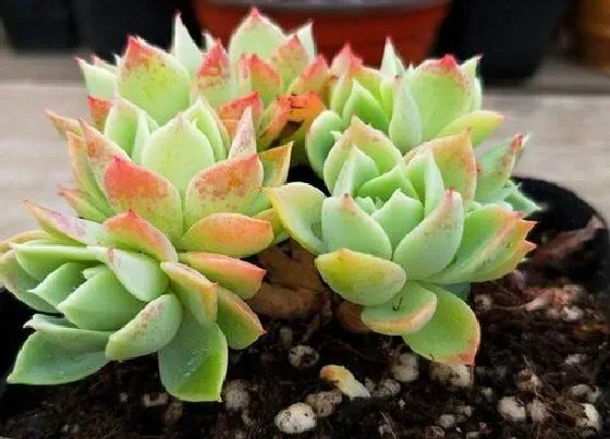 植物施肥|刚移栽的多肉需要施肥吗，用营养土种多肉还可以施肥吗）