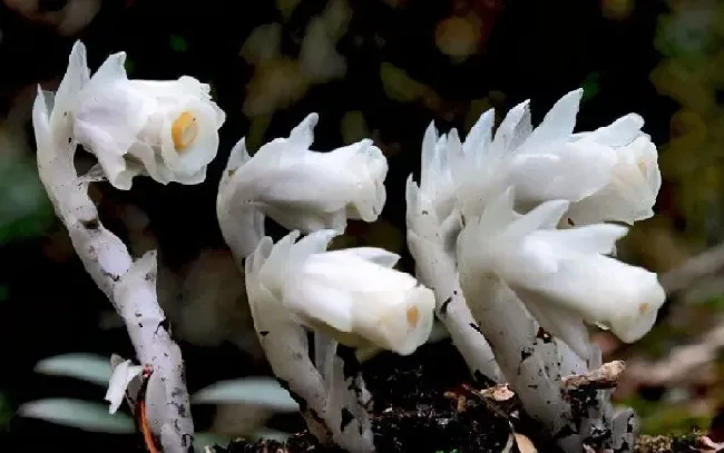 植物百科|水晶兰为什么叫死亡之花（幽灵之花水晶兰是什么植物）