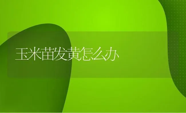 玉米苗发黄怎么办 | 粮油作物种植