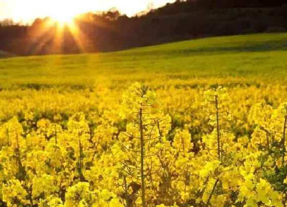 开花时间|油菜花什么季节开花 开花时间