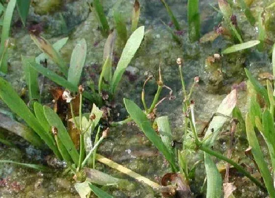 植物百科|慈姑是什么植物