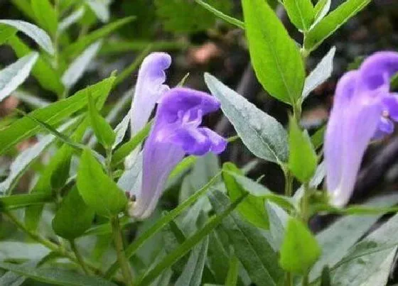 植物百科|蓝芩是什么植物