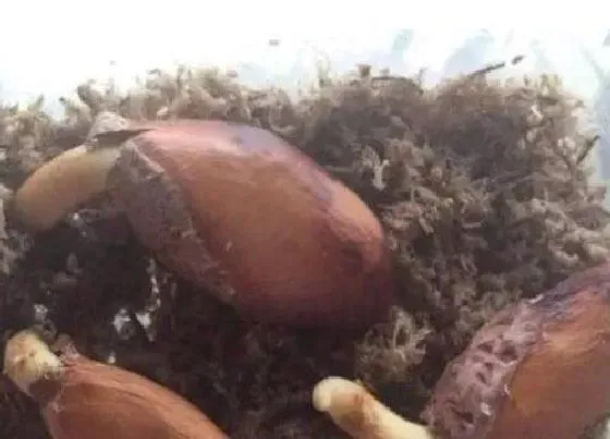 食用须知|榴莲种子可以吃吗