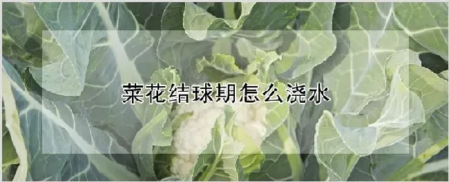 菜花结球期怎么浇水 | 自然知识
