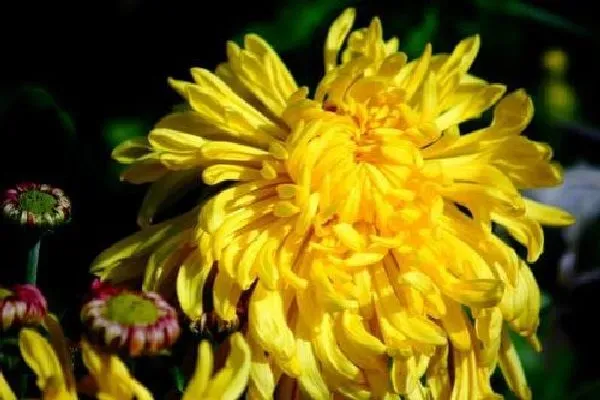 植物浇水|菊花浇水时间和正确方法