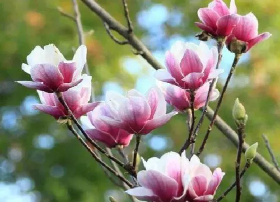 花语|玉兰花花语和寓意 象征着什么寓意