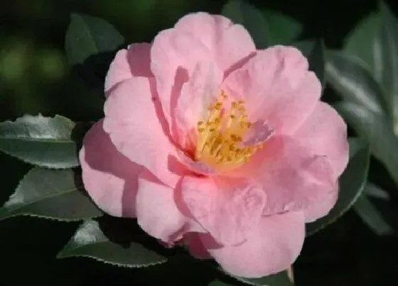 植物寓意|茶花代表什么象征意义 代表着什么含义