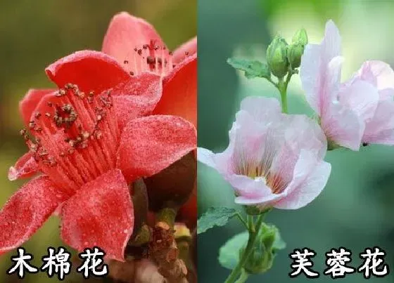 植物种类|木棉花和芙蓉花是一种花吗