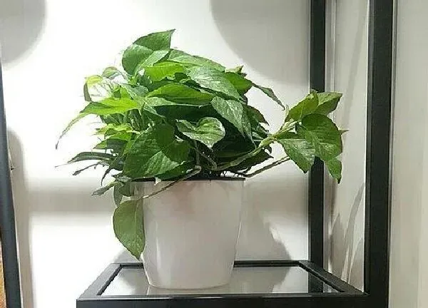 植物生根|绿萝扦插多久生根发芽长成一盆新的 插枝多长时间发芽