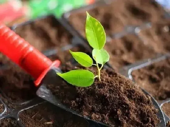 种植土壤|壤土是什么土