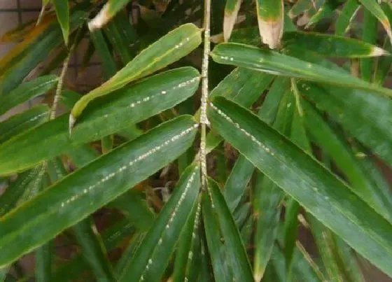 植物虫害|竹子病虫害防治技术与方法