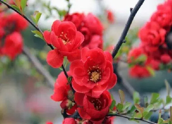 养殖方法|铁杆海棠花的养殖方法和注意事项