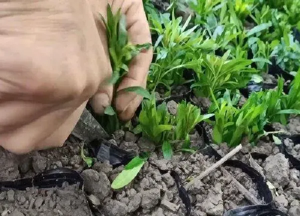 植物扦插|满天星几月份扦插最好