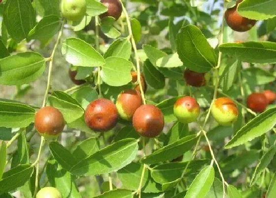 植物修剪|酸枣什么时候剪枝合适