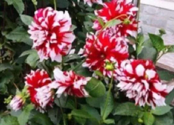 种植管理|小丽花摘心打顶时间与方法