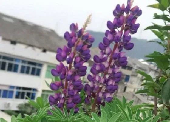 植物播种|鲁冰花什么时候播种