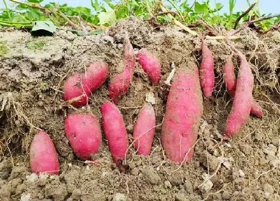 种植方法|东北地瓜种植时间和方法