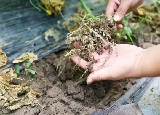 种植管理|根结线虫用什么治更彻底 根结线虫病用什么药效果好