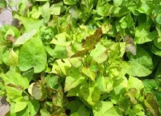 种植管理|红薯打顶时间及方法步骤