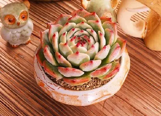 植物种类|新手适合养什么品种多肉（最值得入手的好看多肉植物）