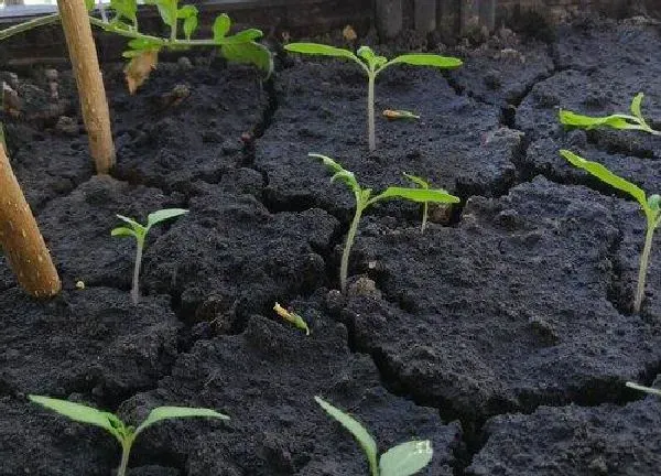 植物发芽|番茄种子多久发芽