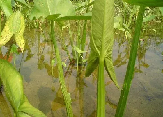 植物百科|慈姑是什么植物