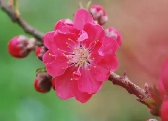 颜色花|迎春花有什么颜色