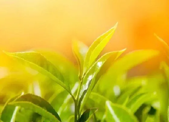 植物修剪|茶叶怎么修剪方法